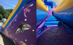 Dolphin Water Slide