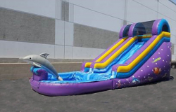 Dolphin Water Slide